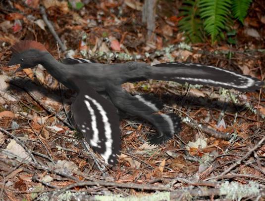 Anchiornis, with "leg wings"