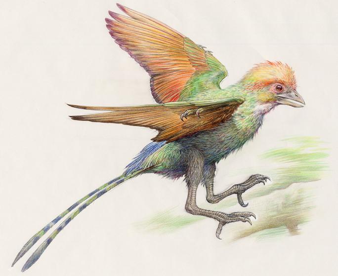 Changchengornis, an avialan with a short tail