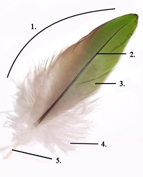 Parts of a feather