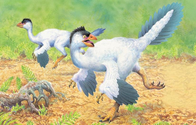 Caudipteryx had a bird-like beak and feathers, but ran like a theropod