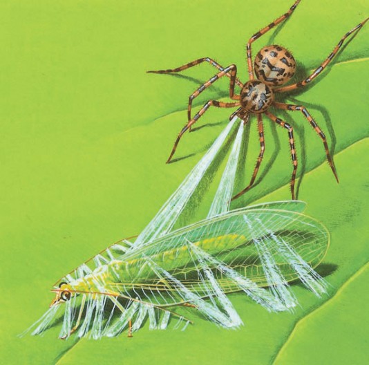 Spitting spider