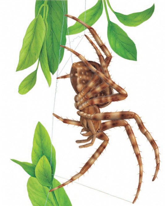 Orb spider making silk