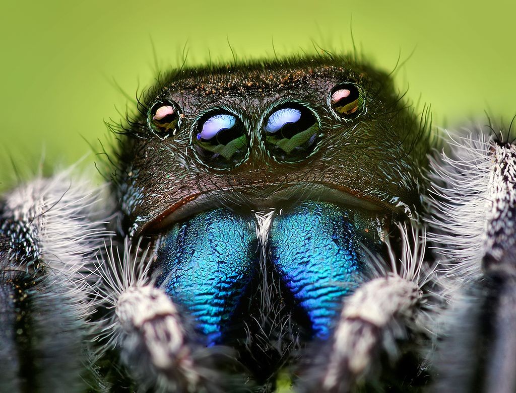 Close-up of the head of a jumping spider