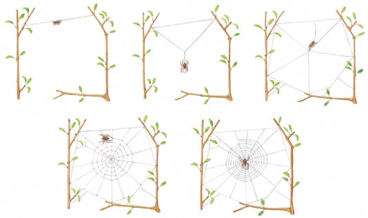 Stages in making a spiderweb
