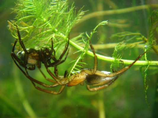 A pair of diving bell spiders