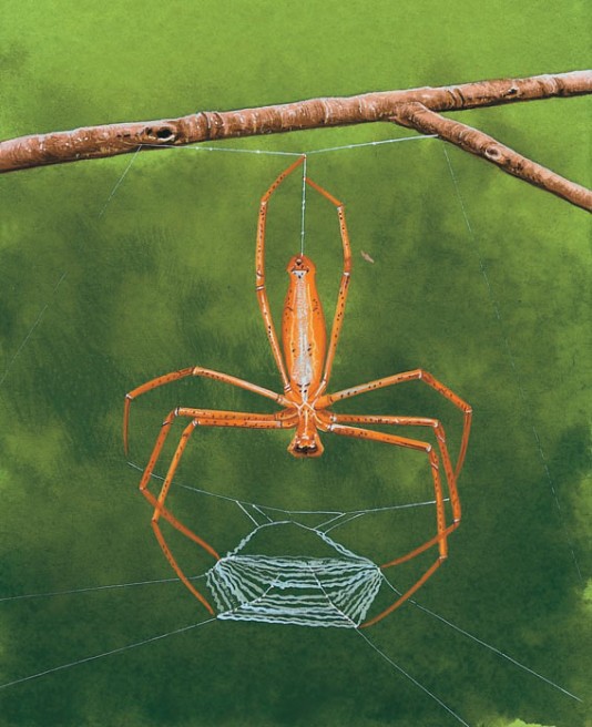 An ogre-faced spider about to cast its web