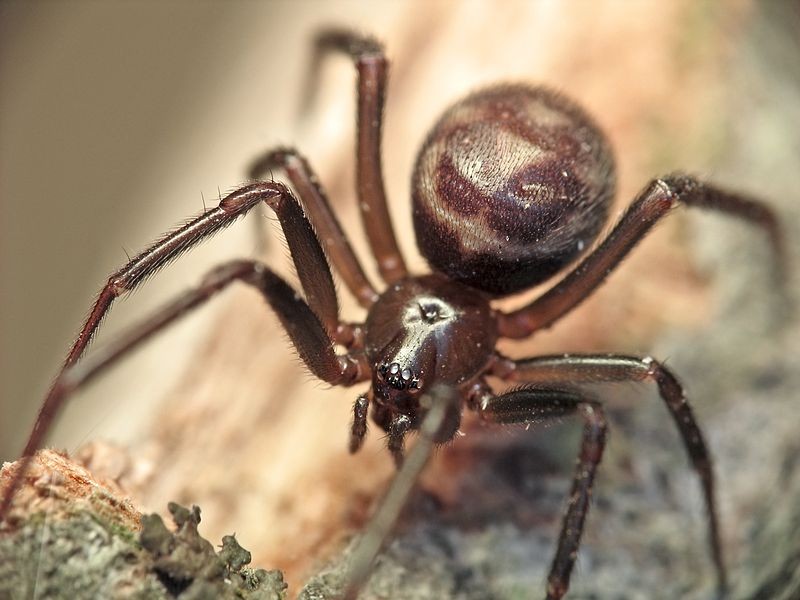 Cobweb spider