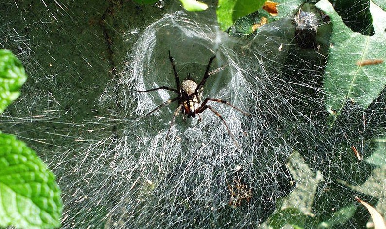 Funnel web spider with its web