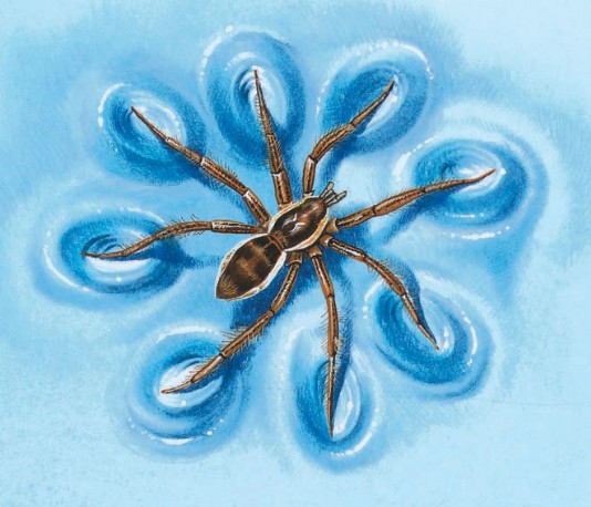 Fishing spider