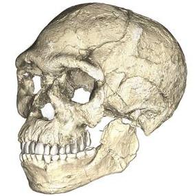 Reconstruction of the earliest-known Homo sapiens skull