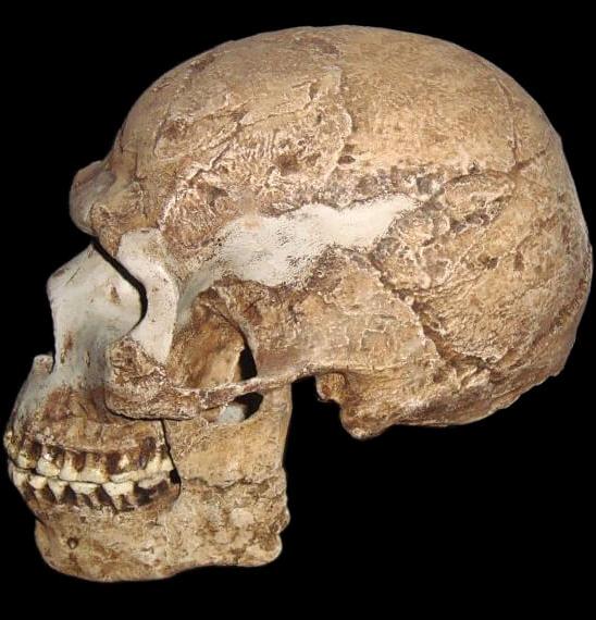 Homo sapiens skull, 80–120,000 years old, from Israel