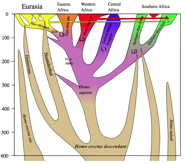 Diagram of Homo sapiens' evolution