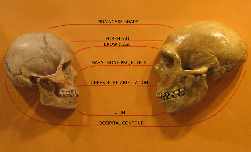 Homo sapiens (left) and Neanderthal (right) compared