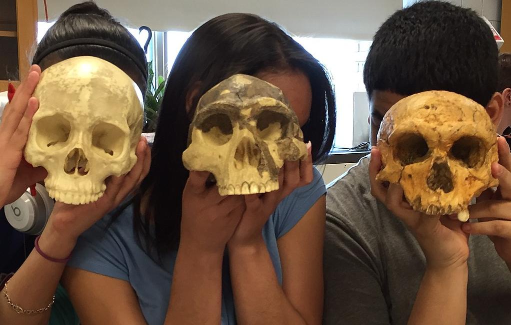 Skulls of modern human, Australopithecus and Homo erectus compared