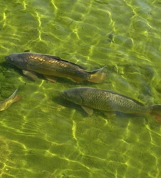 Common carp