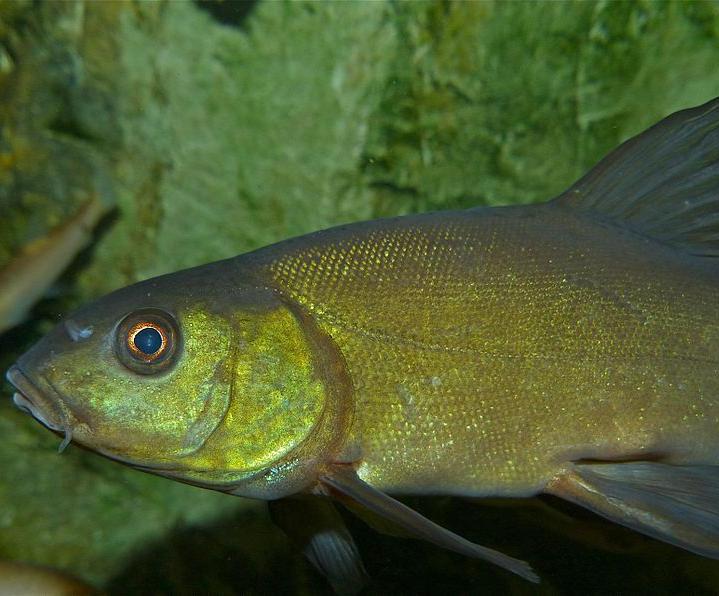 Tench