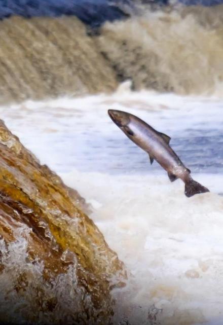 Atlantic salmon