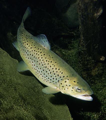 Brown trout