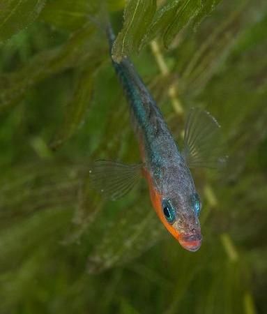 A male three-spined stickleback