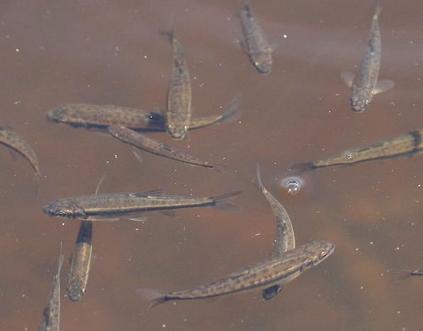 A shoal of minnows