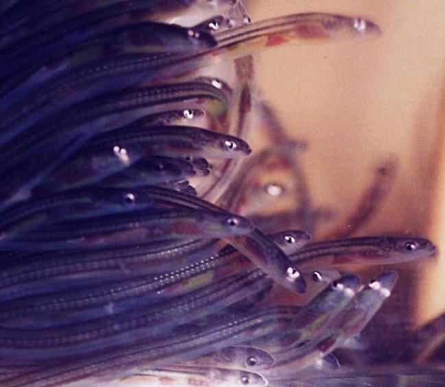 Glass eels