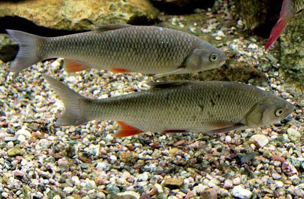 European chub