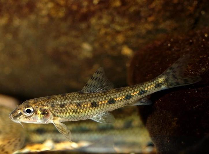 Gudgeon