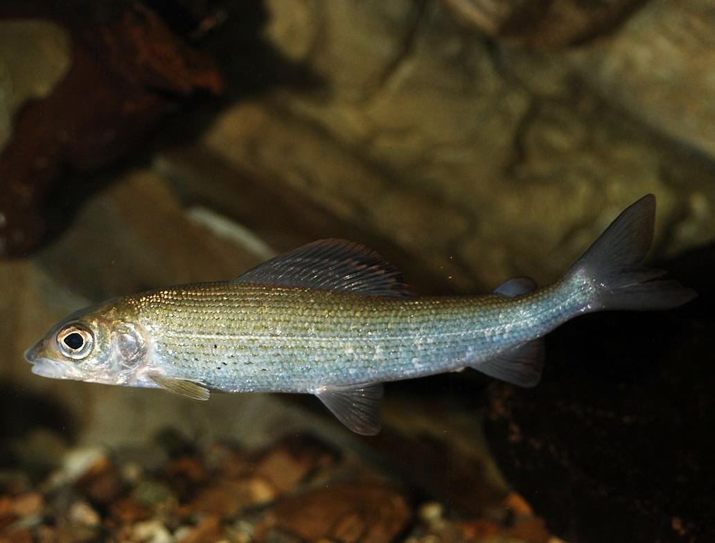 A young European grayling