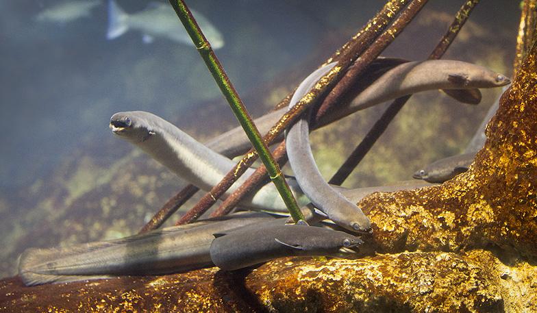 European eels