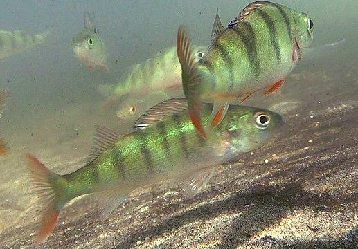 Perch