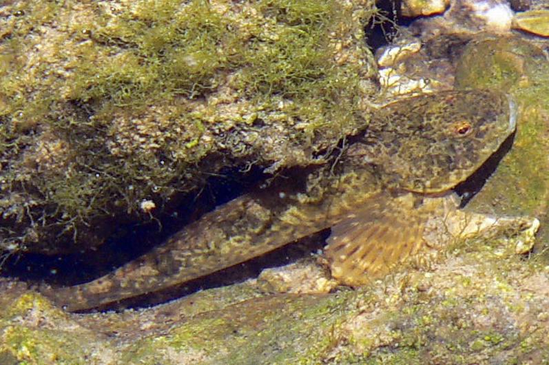 European bullhead