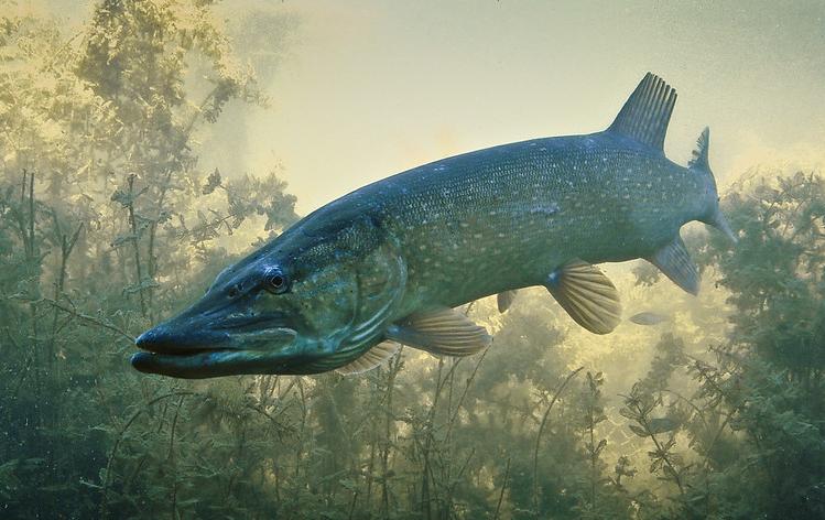 Pike