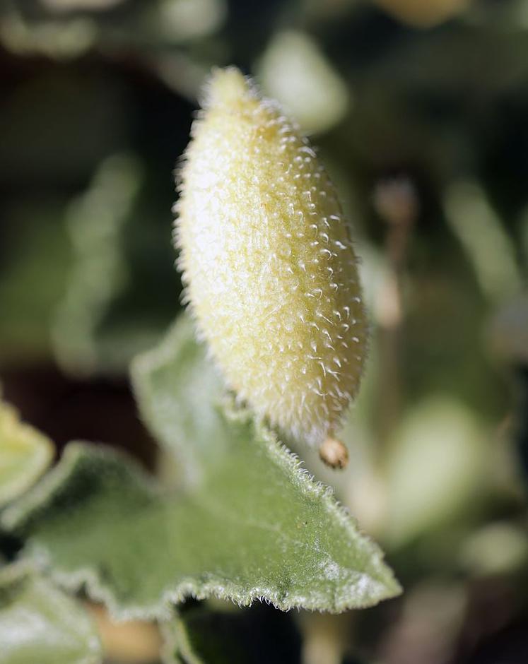 Turgor pressure building up in a squirting cucumber