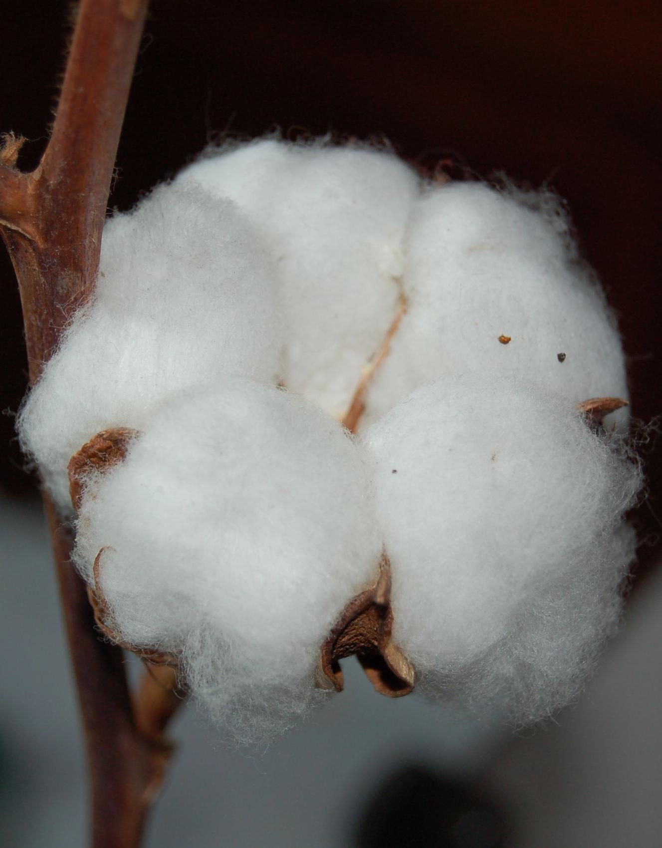 Cotton fibres, the purest natural form of cellulose