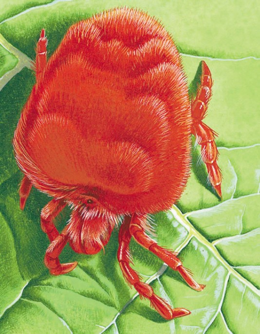 Red velvet mite