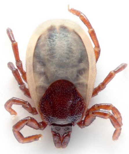 Tick