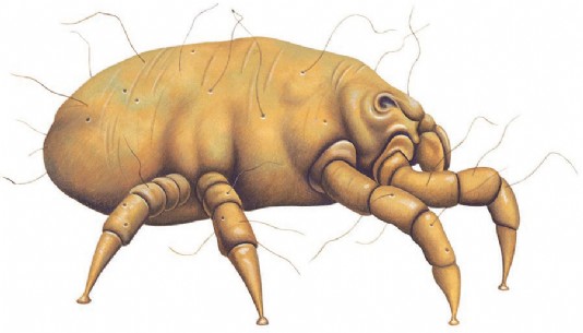 Dust mite