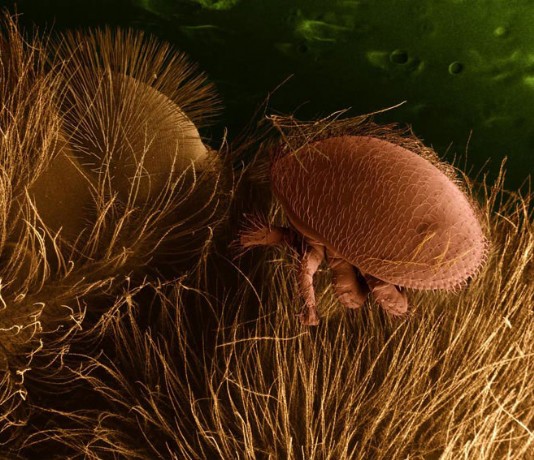 Varroa destructor on its honeybee host