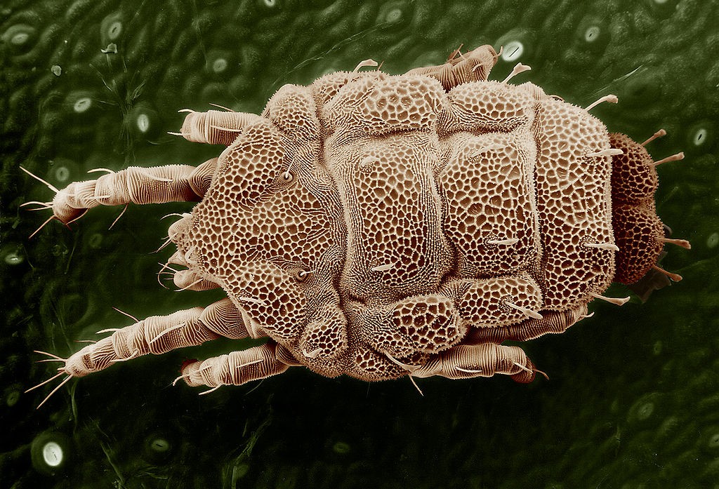 Citrus yellow mite