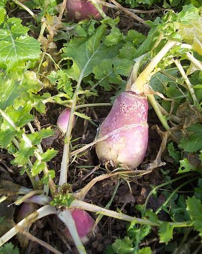 Turnips
