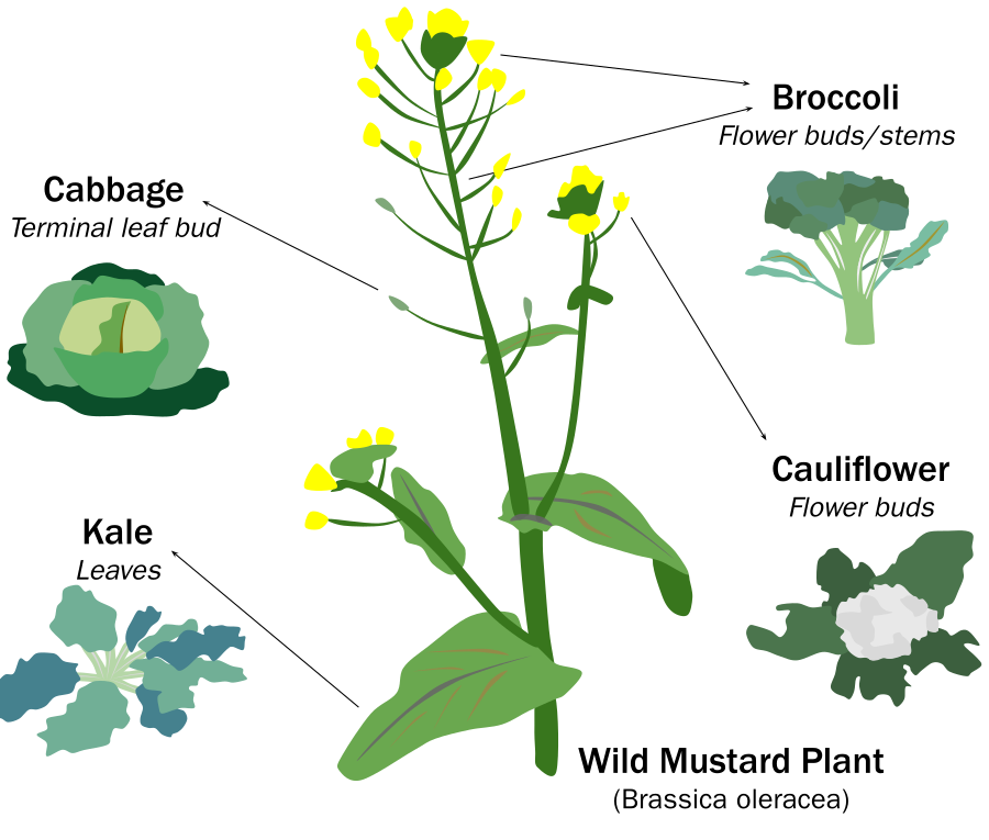 Cultivars, selective bred varieties, of wild cabbage