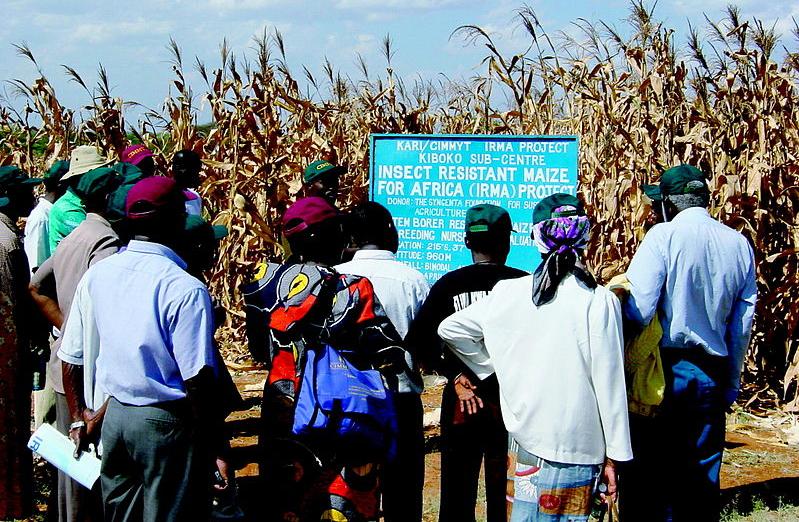 Genetically modified maize crop in Kenya