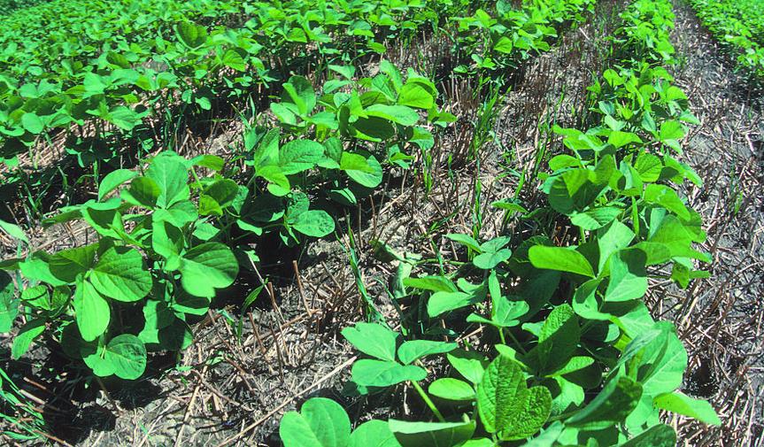 Soya bean plants growing between the old wheat crop