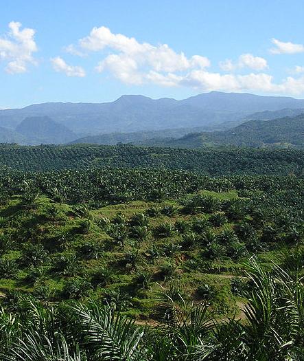 Palm oil plantation in Java, Indonesia