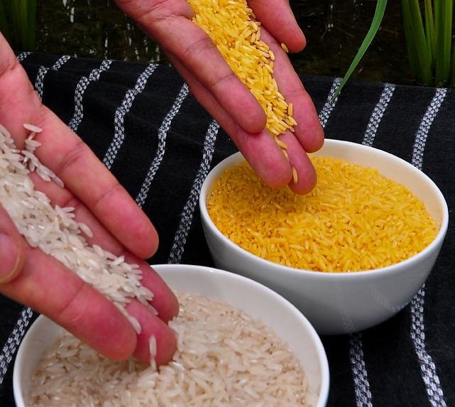 Golden rice (right), a genetically modified variety of rice