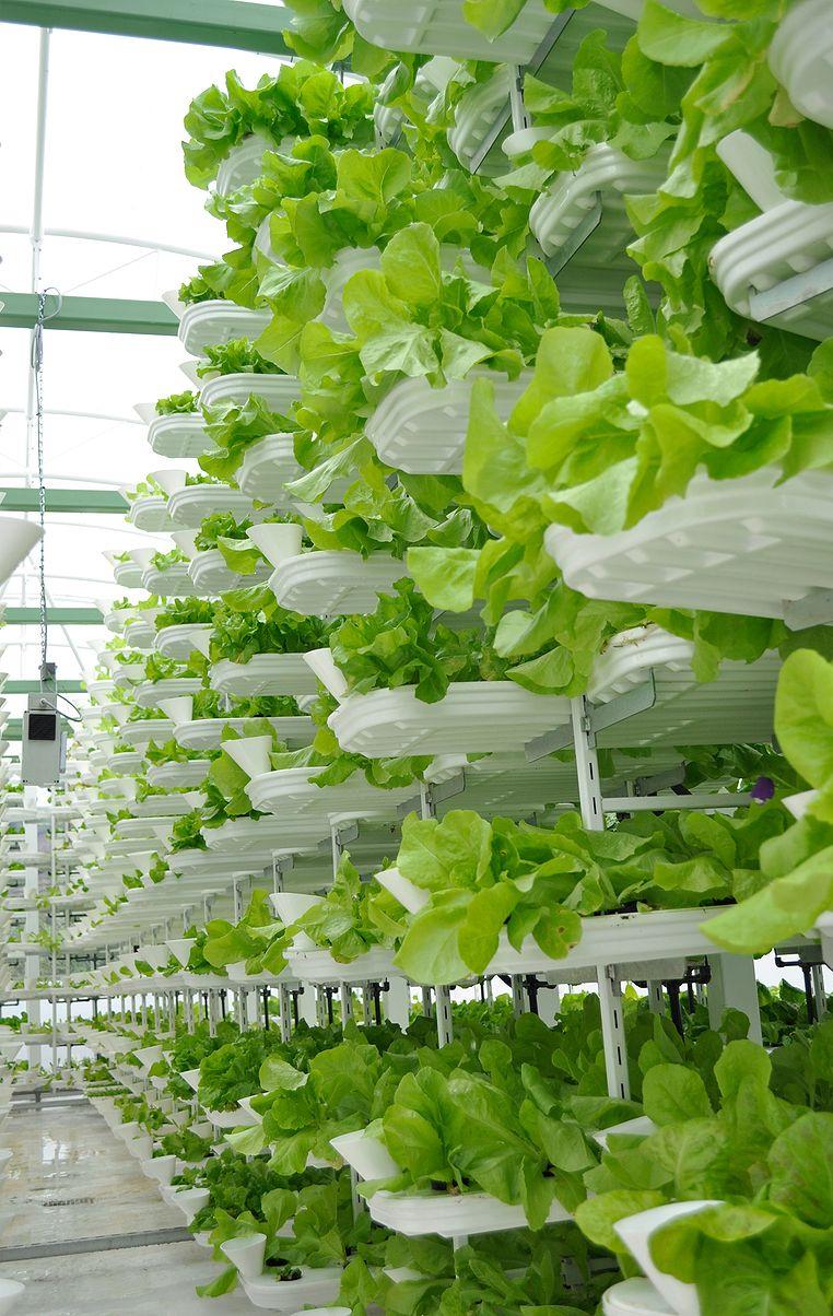 Lettuce grown in a vertical farming system