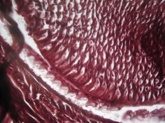 Close-up view of a slug's radula
