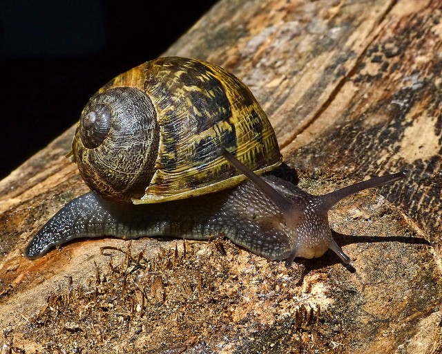 Common garden snail