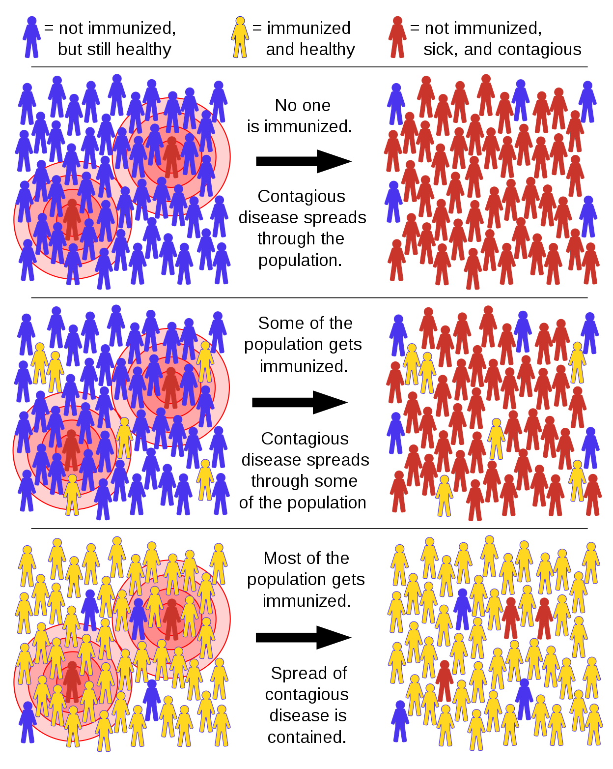 How herd immunity contains a contagious disease like Covid-19