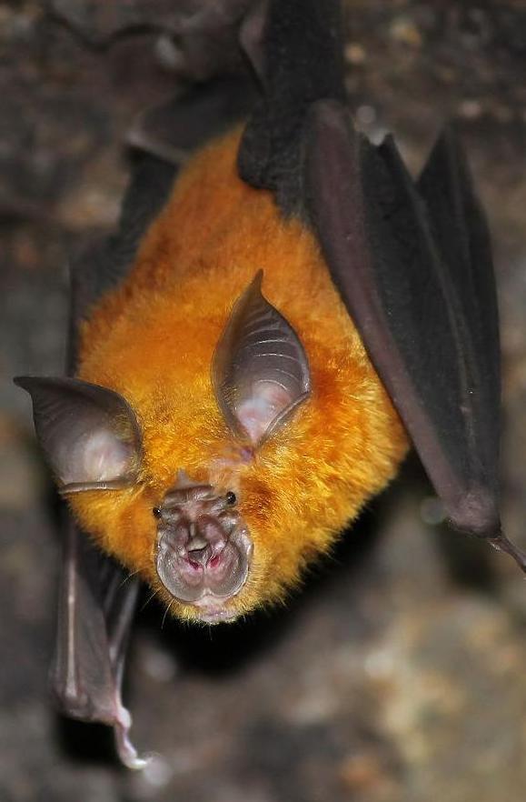 Horseshoe bat, a likely origin of the Sars-CoV-2 coronavirus
